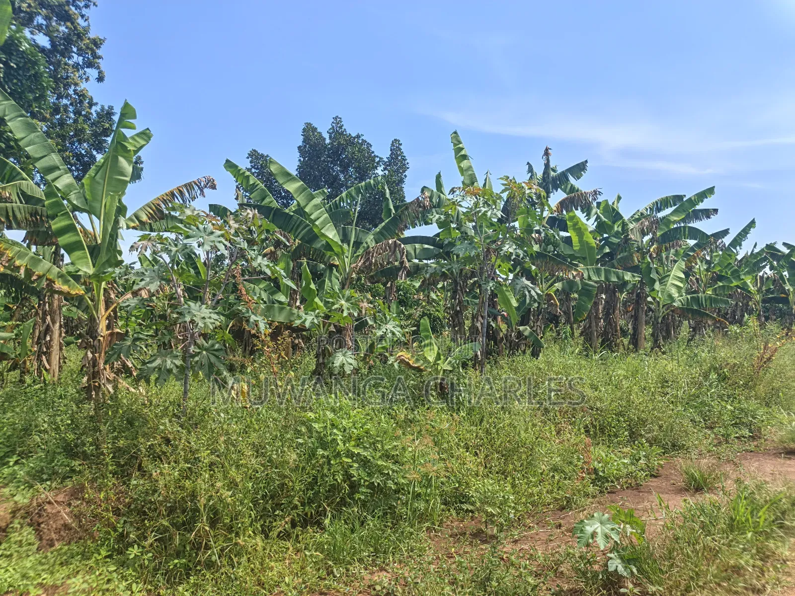 5acres of Land on Quick Sale in Janda Zirobwe Road