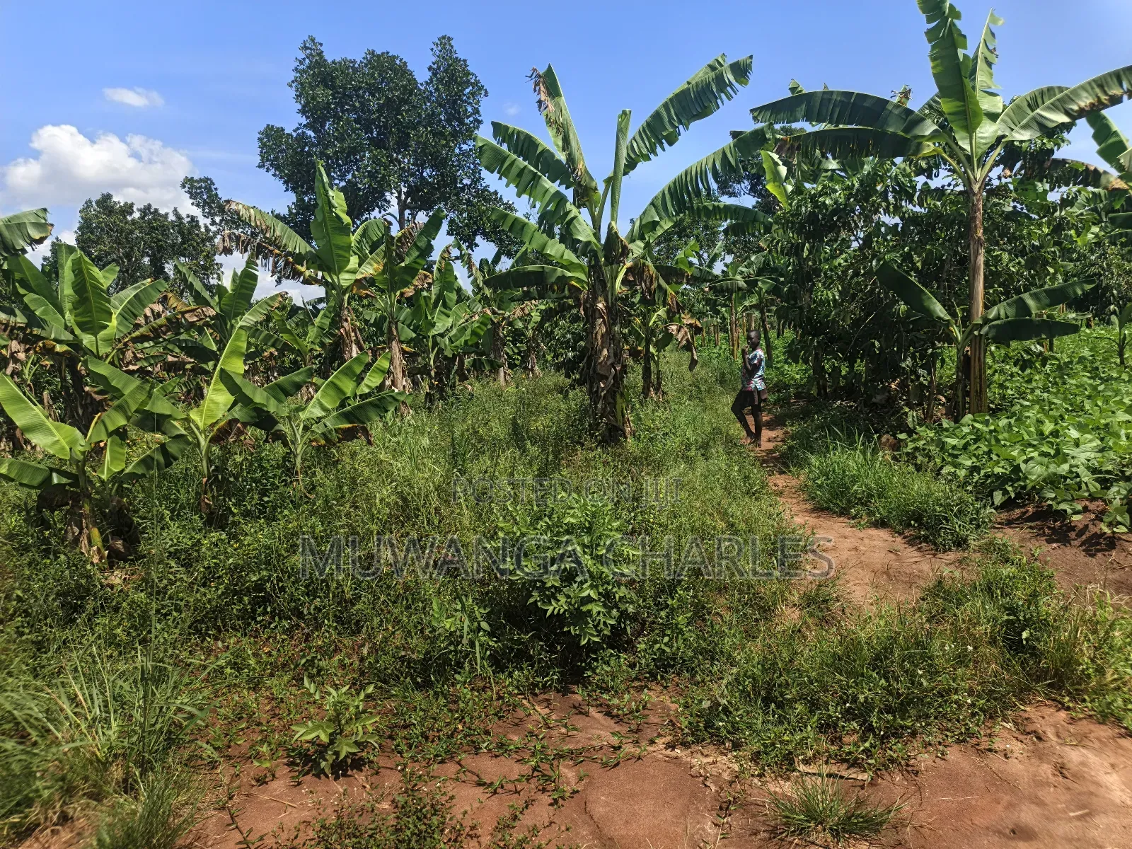 5acres of Land on Quick Sale in Janda Zirobwe Road