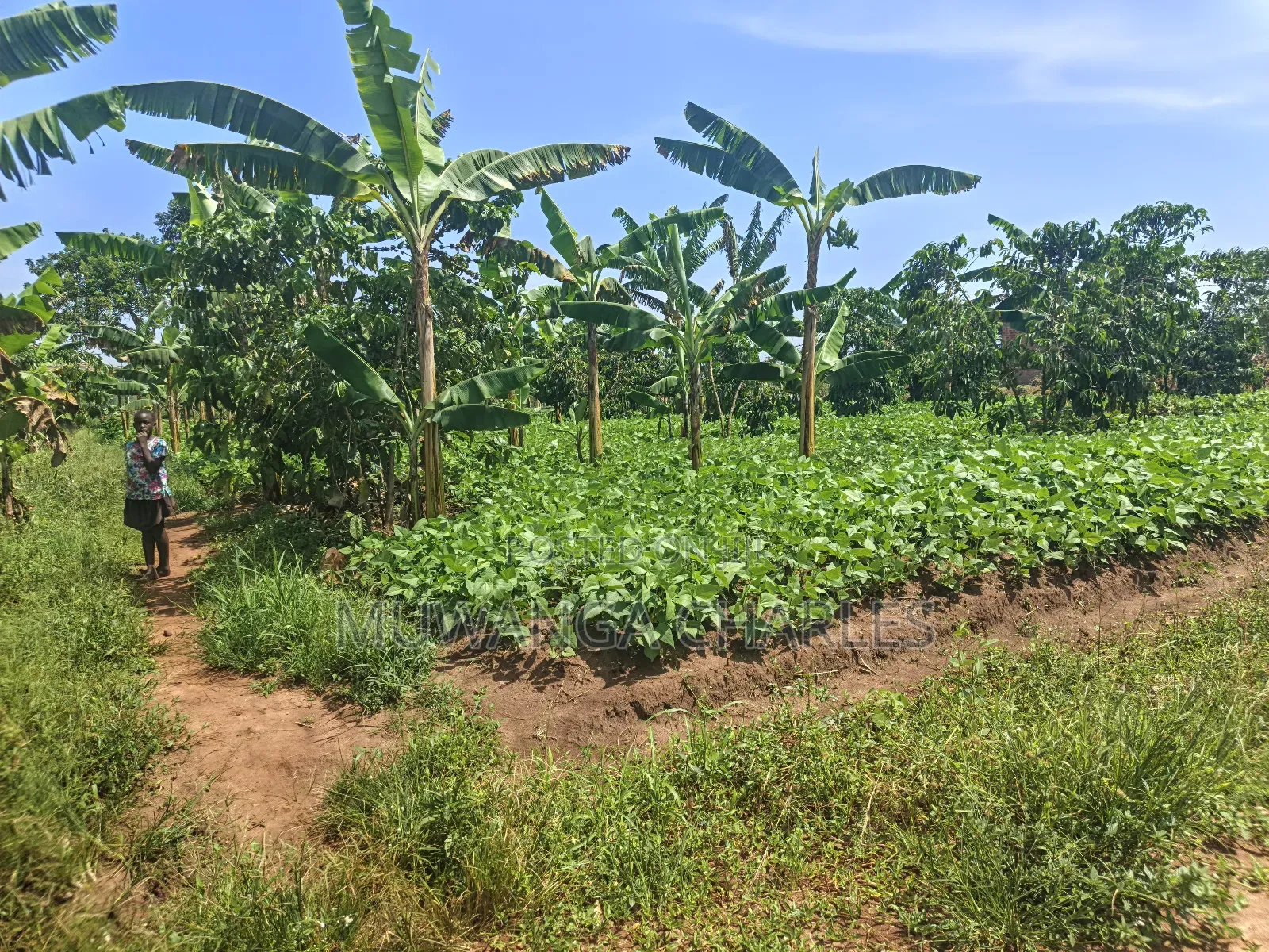 5acres of Land on Quick Sale in Janda Zirobwe Road