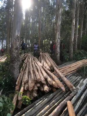 Kz Timber Sellers