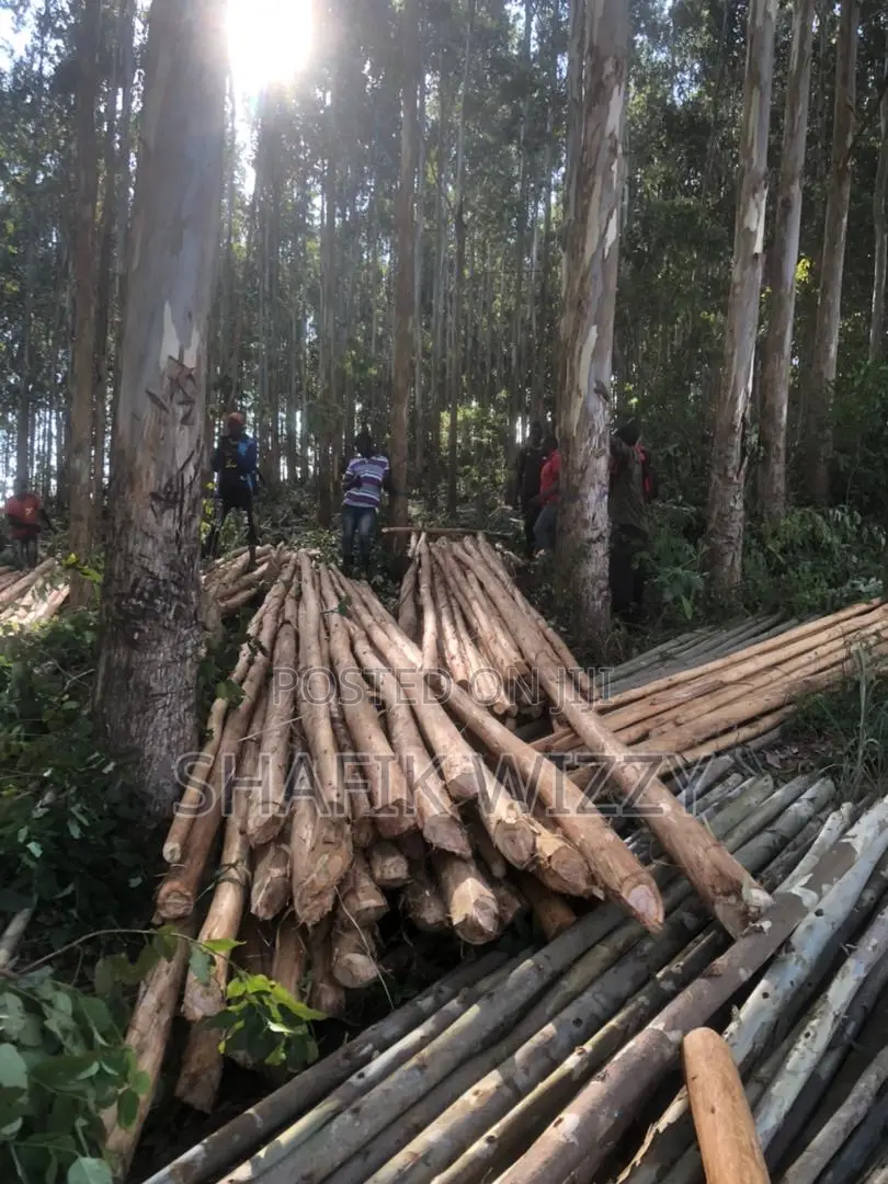 Kz Timber Sellers
