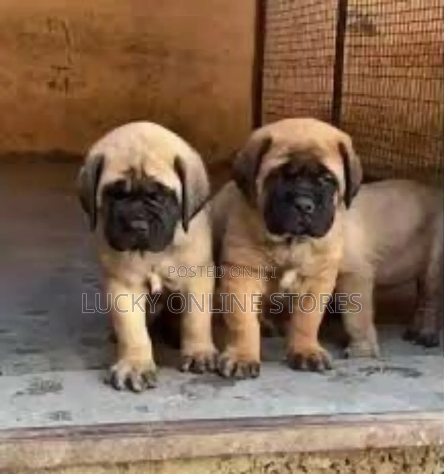 1-3 months Male Purebred Bullmastiff