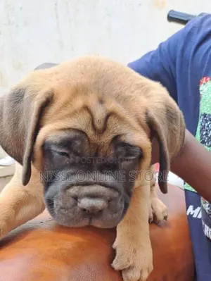 1-3 months Male Purebred Bullmastiff