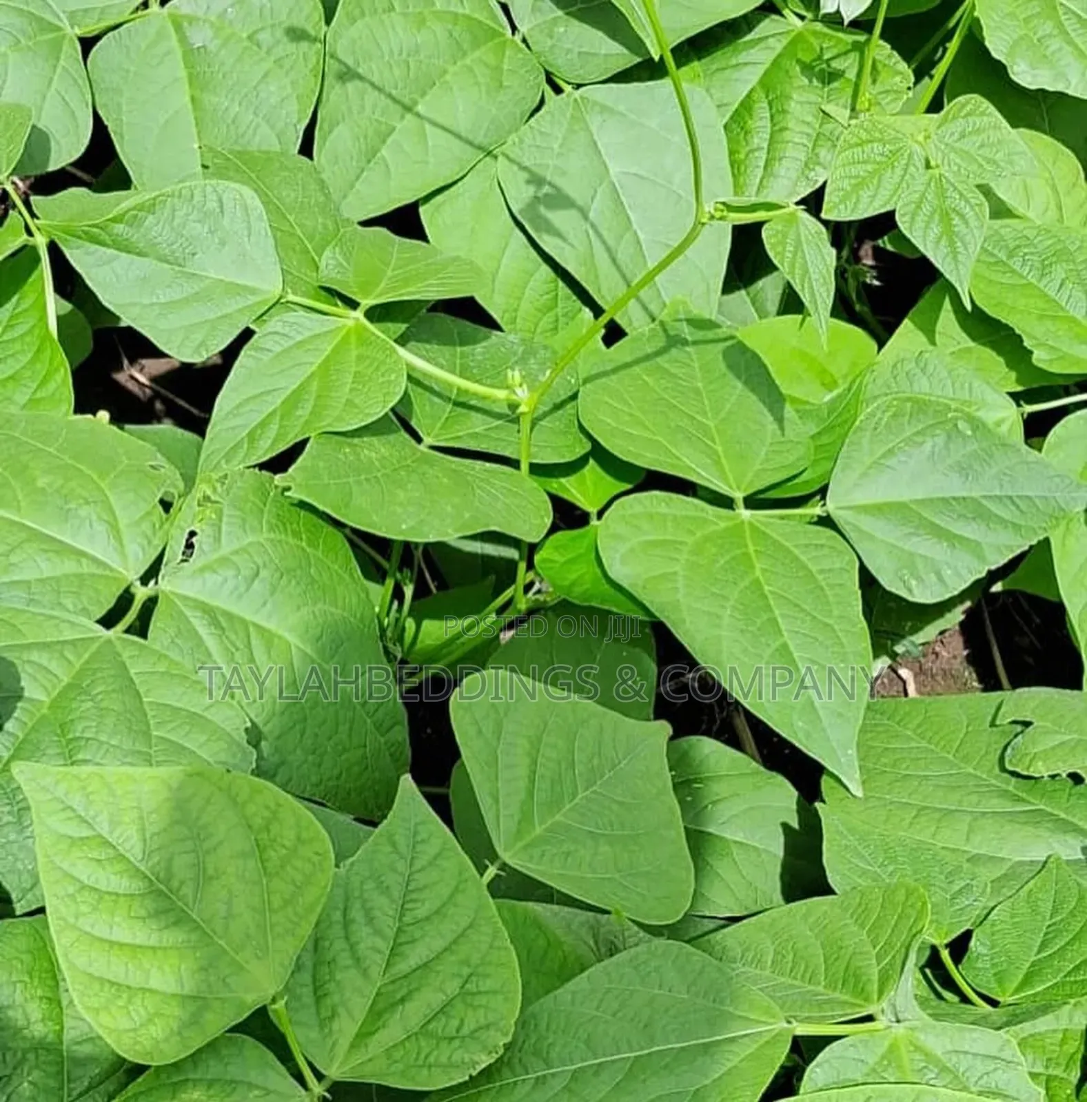 Potasun Weed Control 1litre for Beans, Gnuts, Irish Potato, Cassava