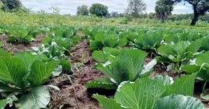 Ea Seeds Cabbage Copenhagen 500g