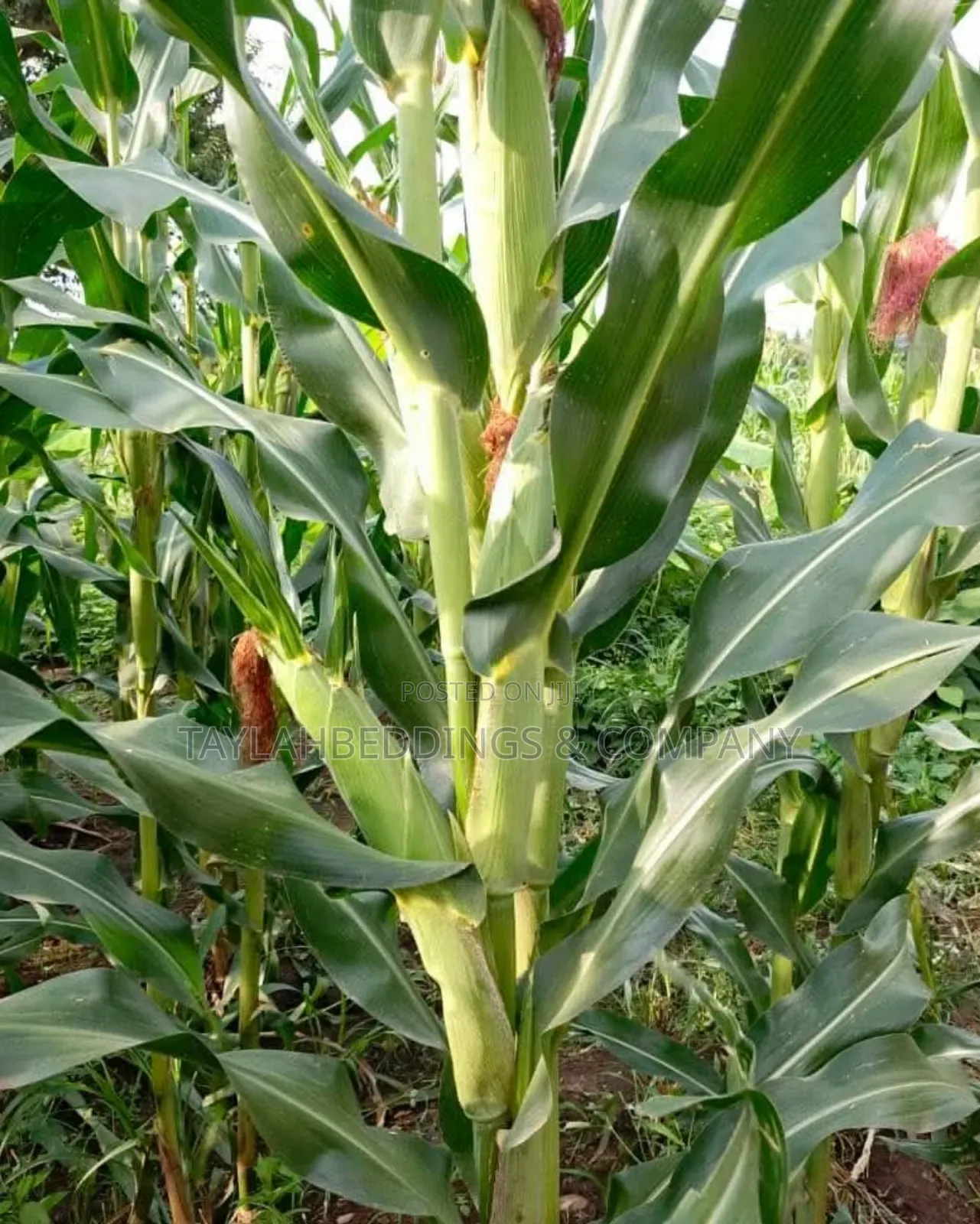 Hybrid Maize Champion F1 Seeds 2kg