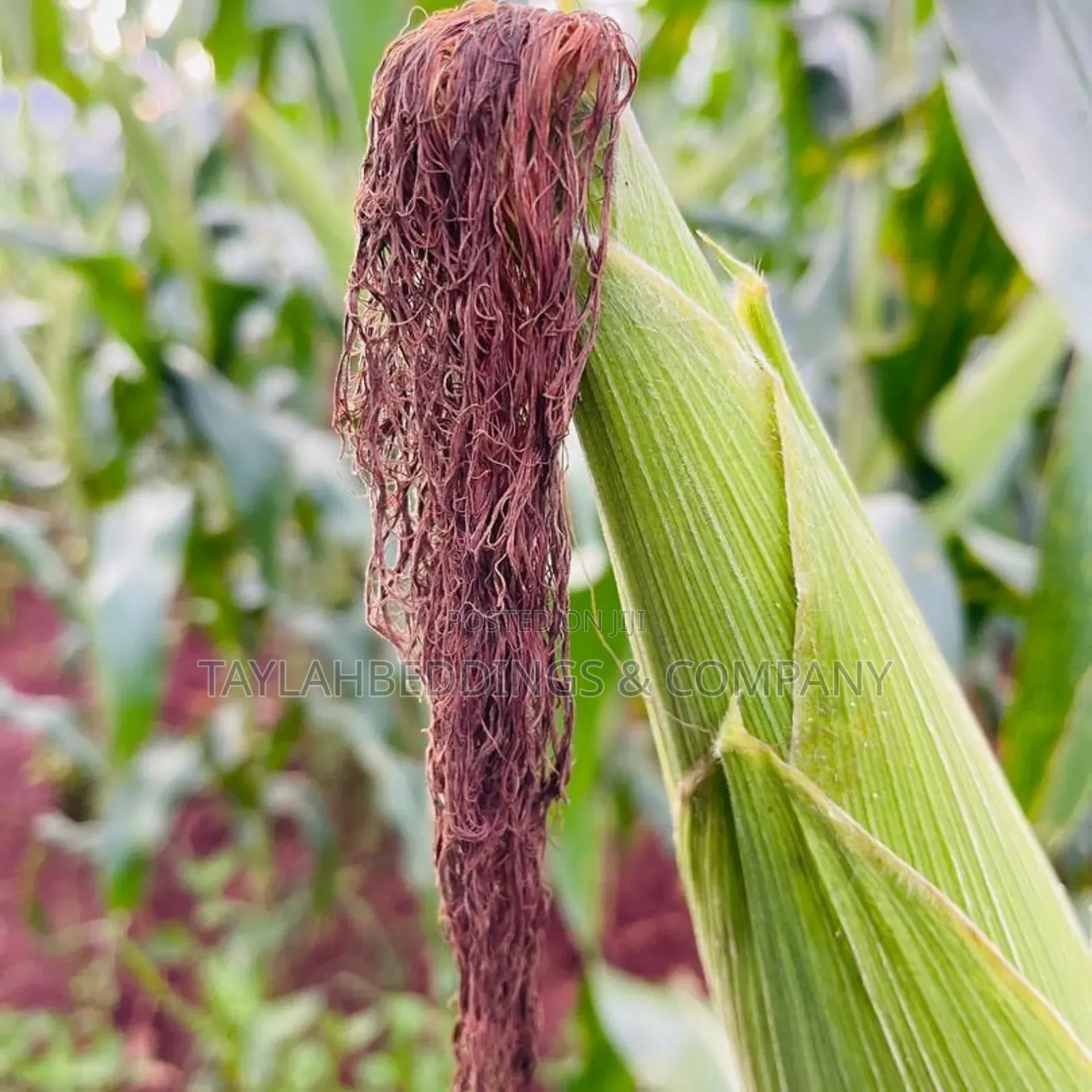 Hybrid Maize Champion F1 Seeds 2kg
