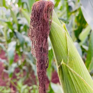 Hybrid Maize Champion F1 Seeds 2kg