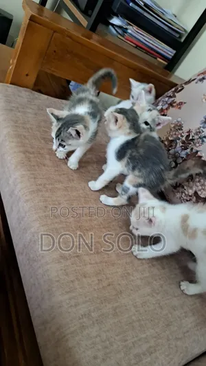 1-3 months Male Mixed Breed Manx