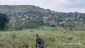 Prime Plots for Sale at Mpigi~Kalagala Land Estates~Masaka Road