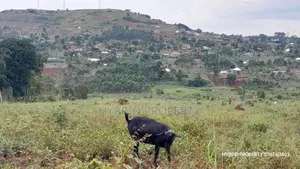 Prime Plots for Sale at Mpigi~Kalagala Land Estates~Masaka Road