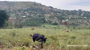 Prime Plots for Sale at Mpigi~Kalagala Land Estates~Masaka Road