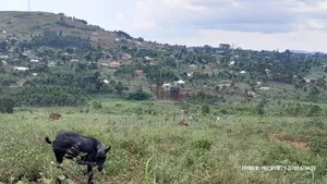 Prime Plots for Sale at Mpigi~Kalagala Land Estates~Masaka Road