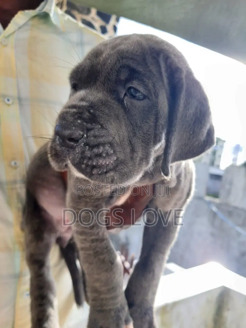 1-3 months Male Purebred Great Dane
