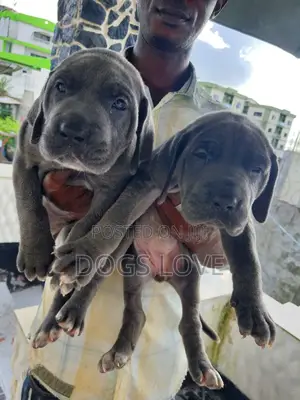 1-3 months Male Purebred Great Dane