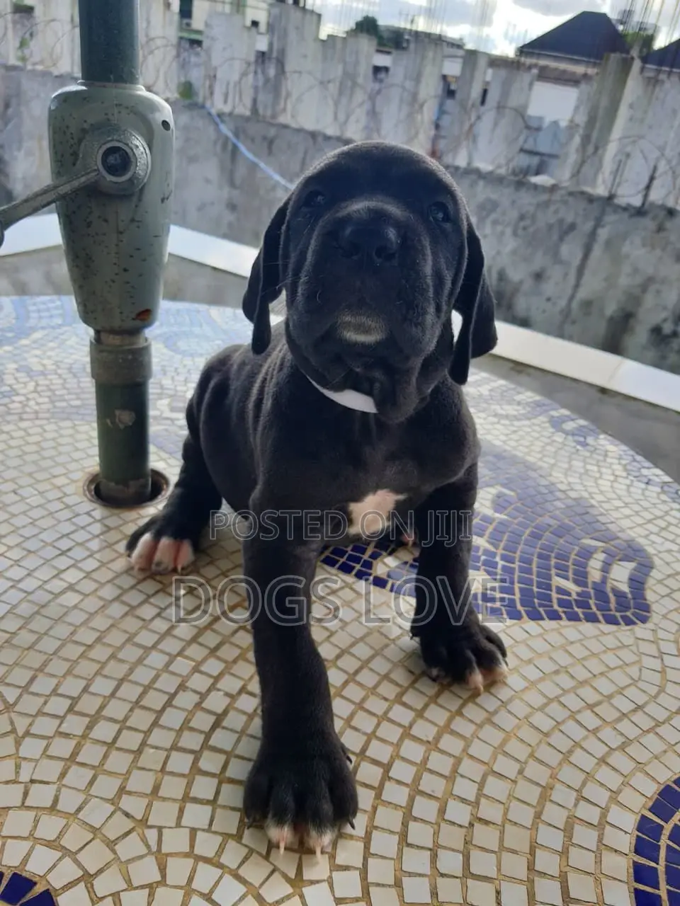 1-3 months Male Purebred Great Dane