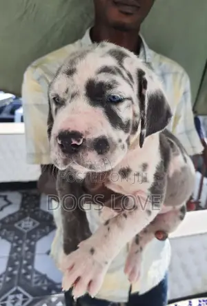 1-3 months Male Purebred Great Dane
