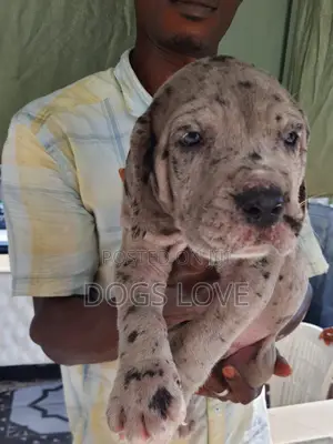 1-3 months Male Purebred Great Dane