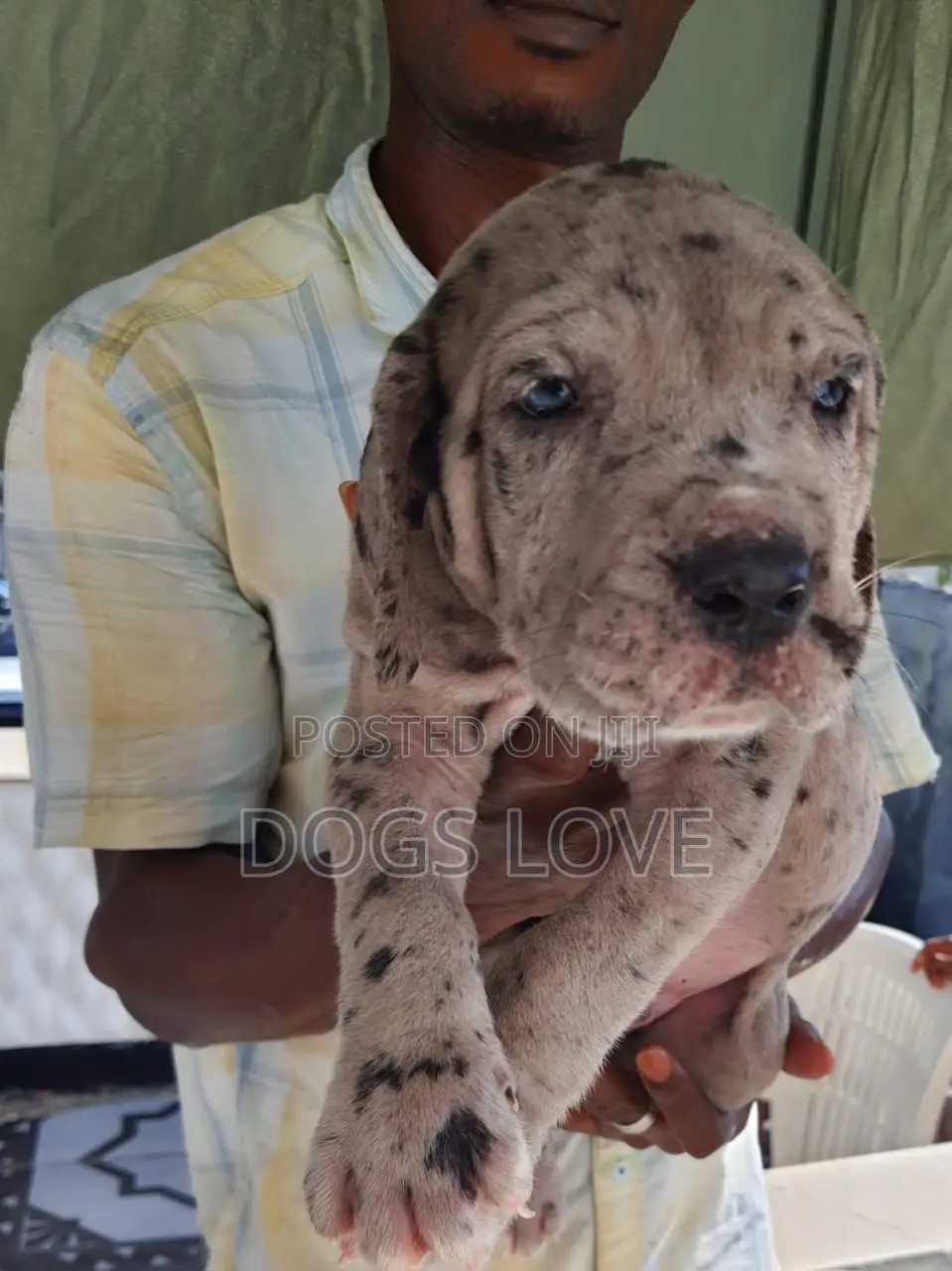1-3 months Male Purebred Great Dane