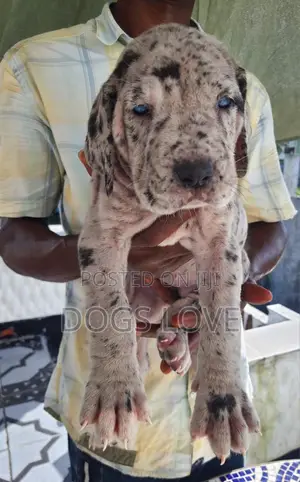 1-3 months Male Purebred Great Dane