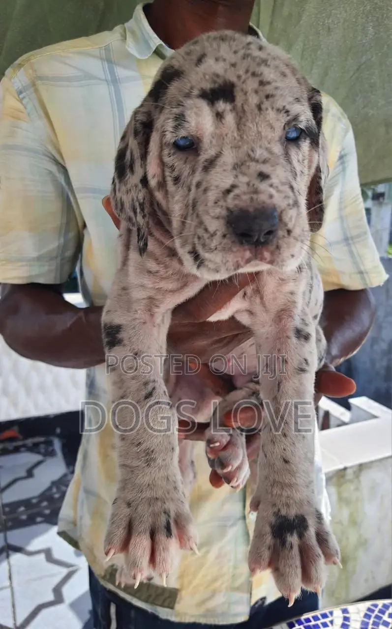 1-3 months Male Purebred Great Dane