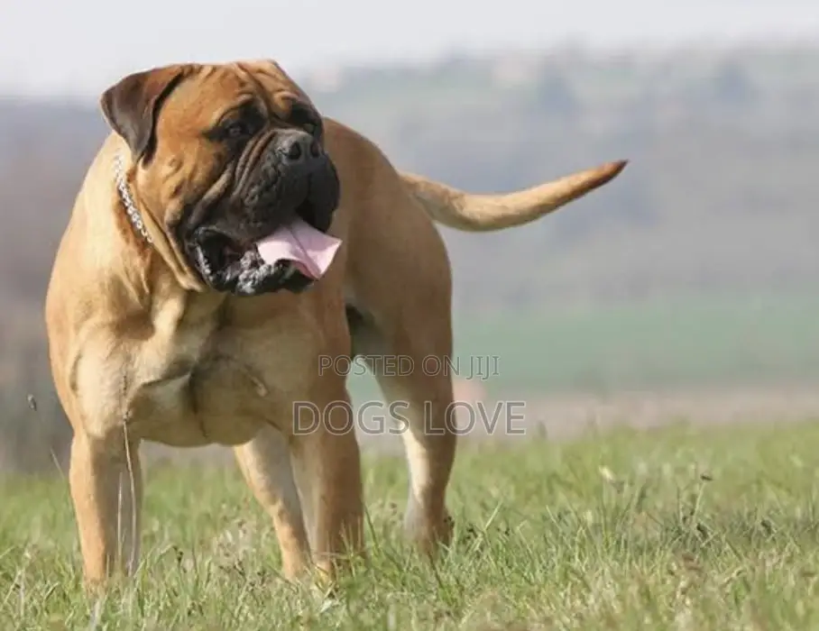 1-3 months Male Purebred Mastiff