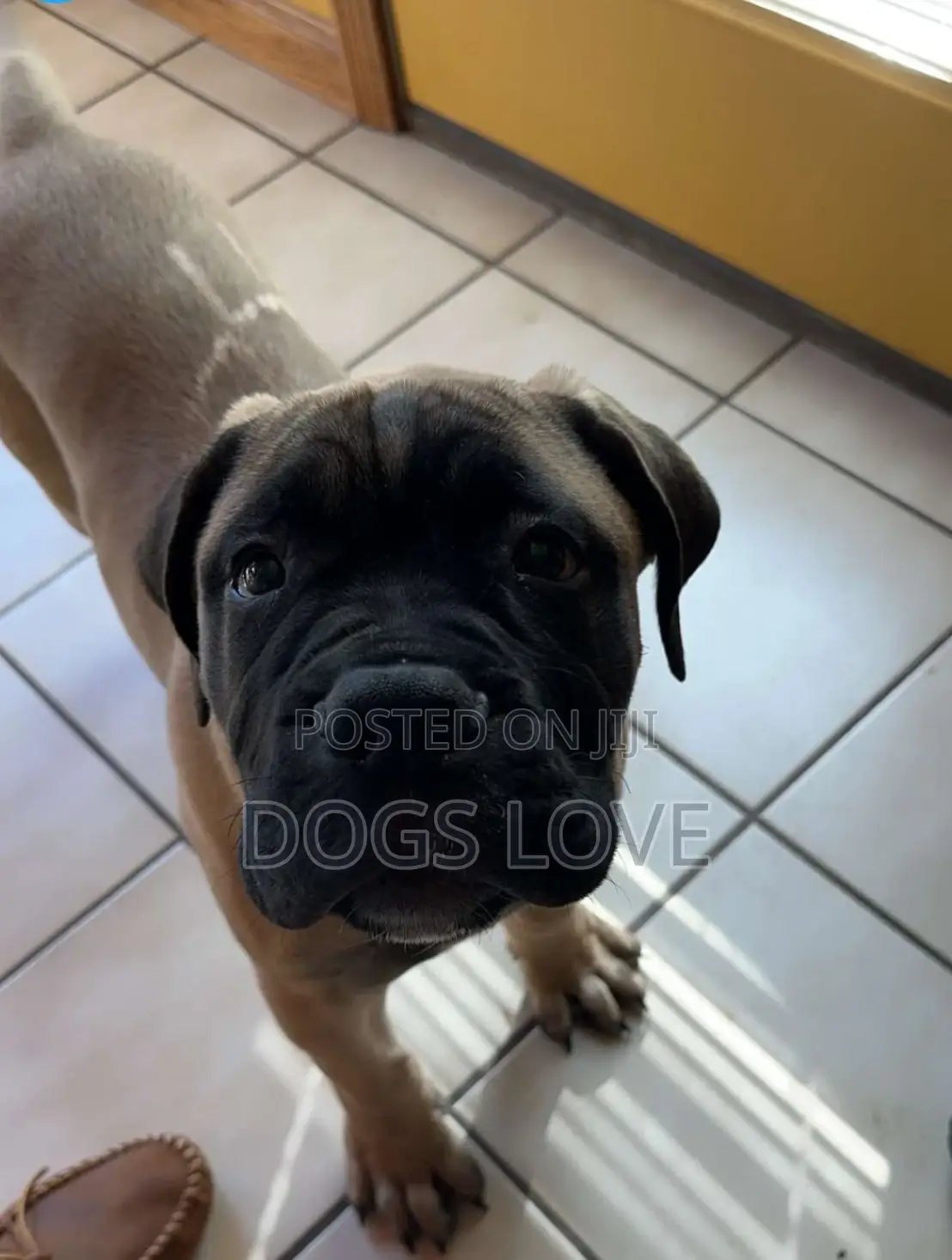 1-3 months Male Purebred Mastiff