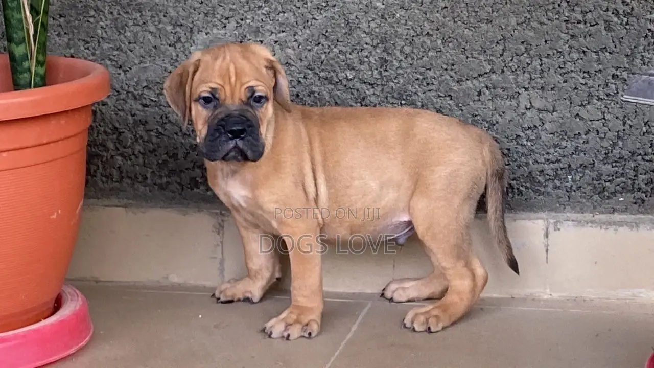 1-3 months Male Purebred Mastiff