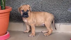 1-3 months Male Purebred Mastiff