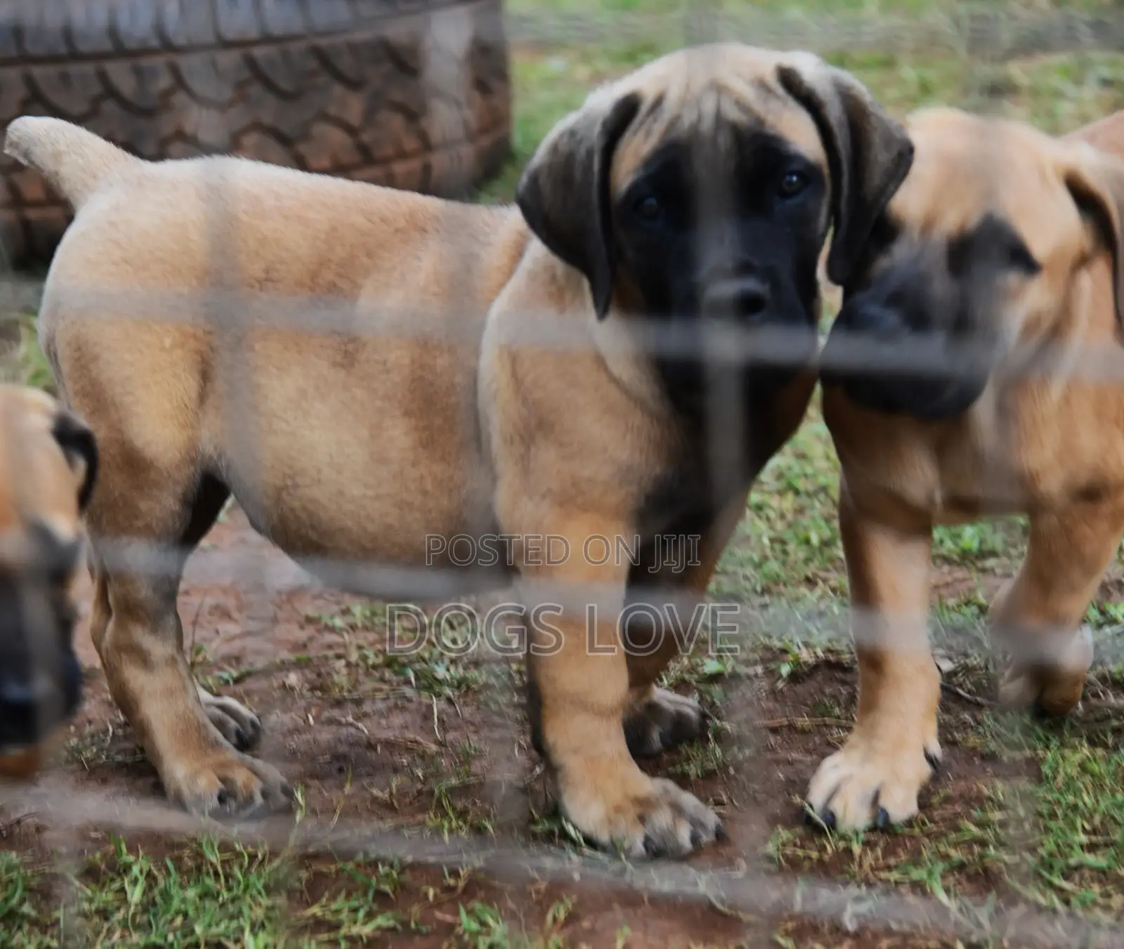 1-3 months Male Purebred Mastiff