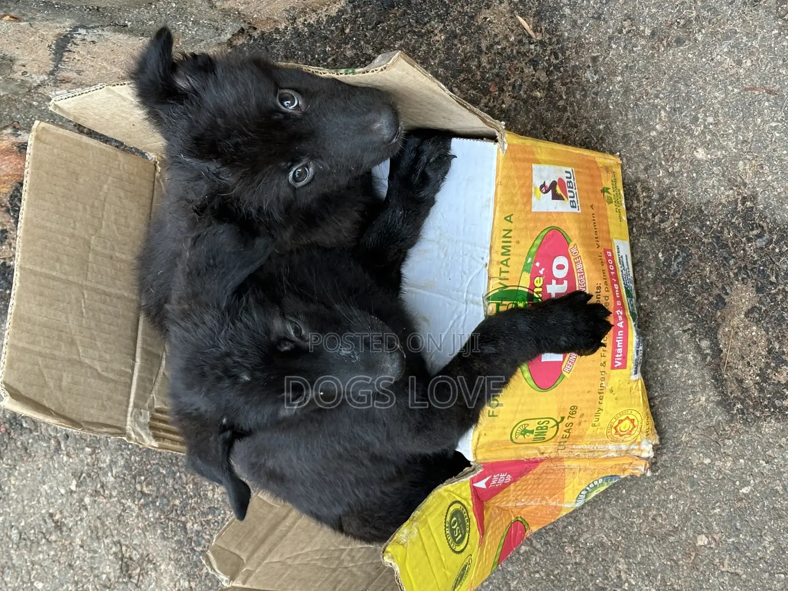1-3 months Male Purebred German Shepherd