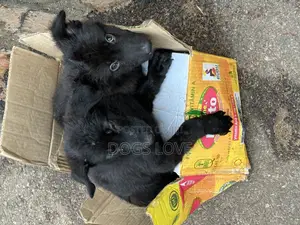 1-3 months Male Purebred German Shepherd