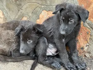 1-3 months Male Purebred German Shepherd