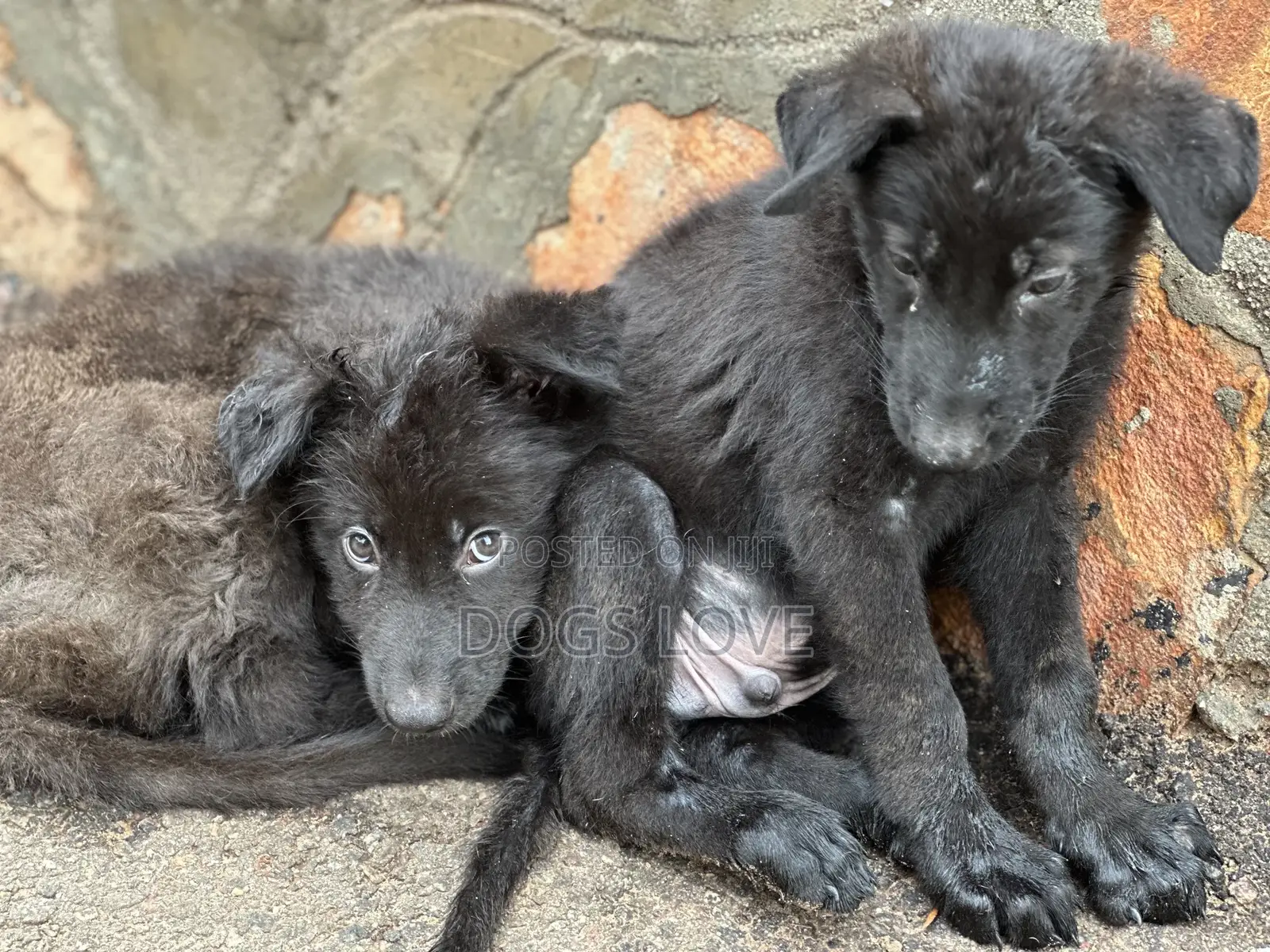 1-3 months Male Purebred German Shepherd