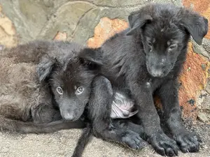 1-3 months Male Purebred German Shepherd