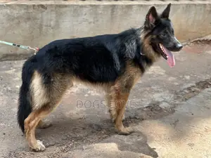 6-12 months Male Purebred German Shepherd