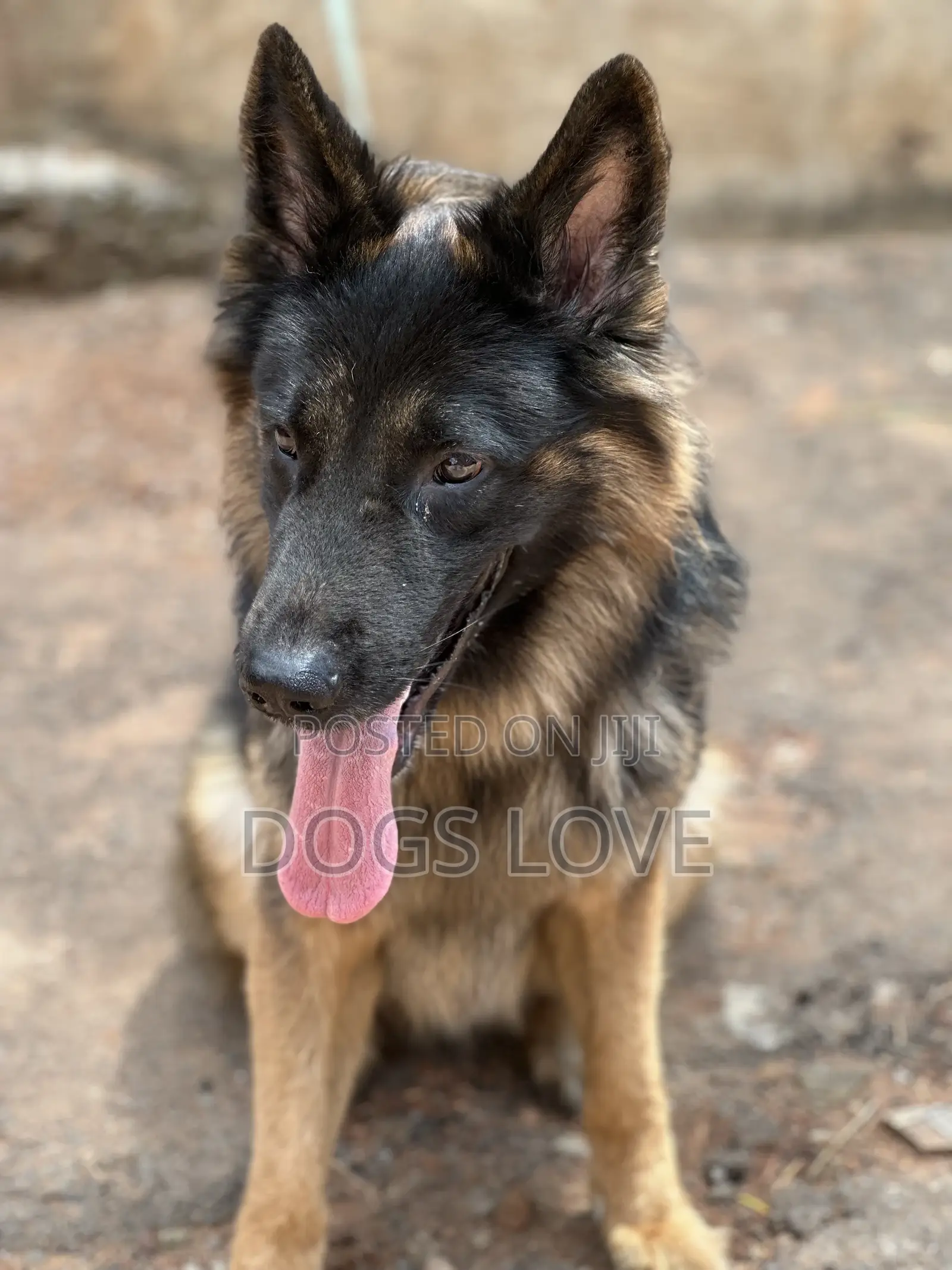 6-12 months Male Purebred German Shepherd