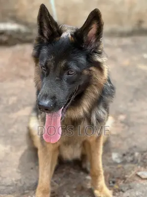 6-12 months Male Purebred German Shepherd