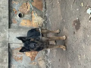 6-12 months Male Purebred German Shepherd