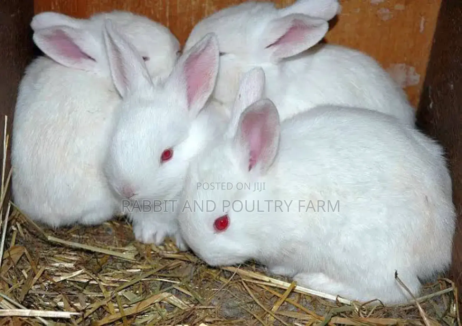 Exotic Newzealand White Rabbits in Munyonyo