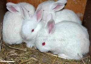Exotic Newzealand White Rabbits in Munyonyo