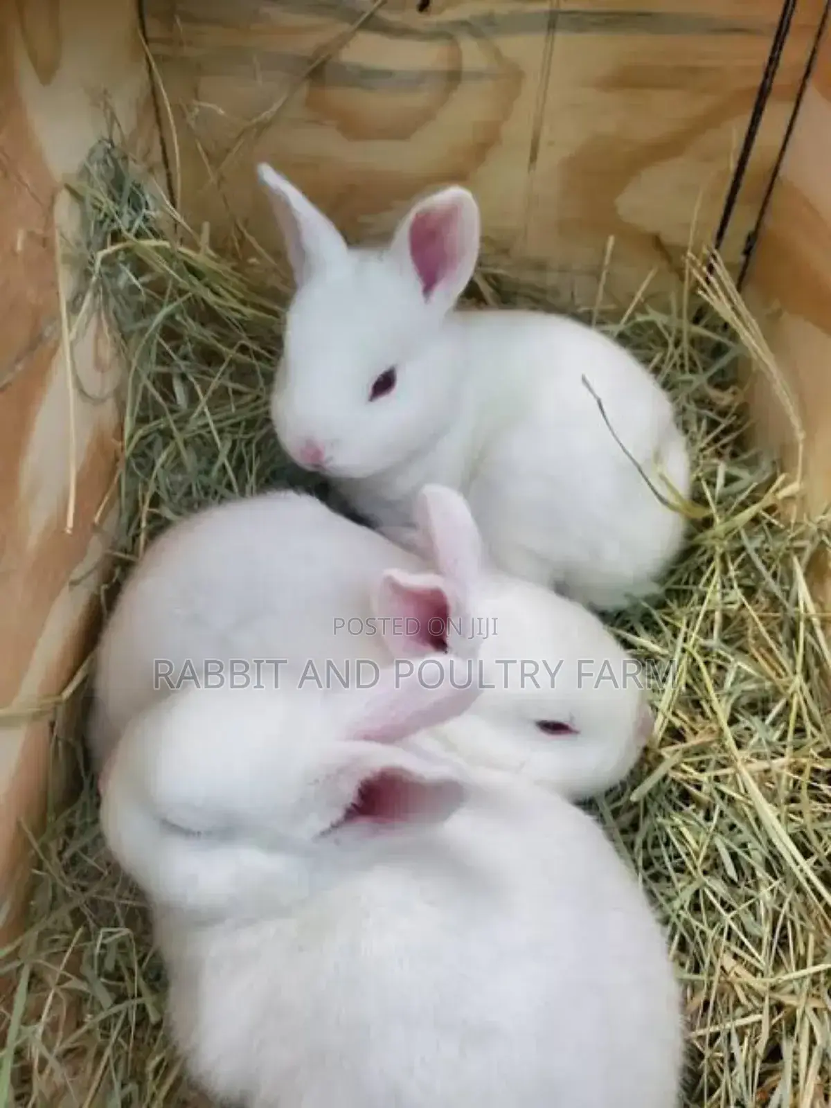Exotic Newzealand White Rabbits in Munyonyo