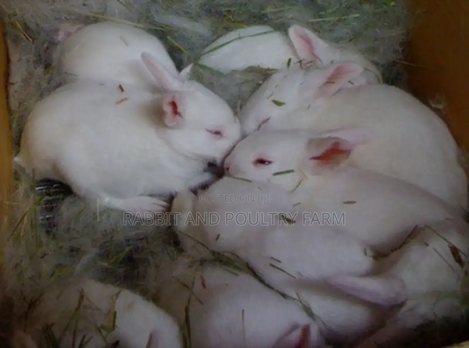 Exotic Newzealand White Rabbits in Munyonyo