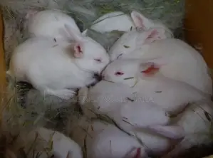 Exotic Newzealand White Rabbits in Munyonyo