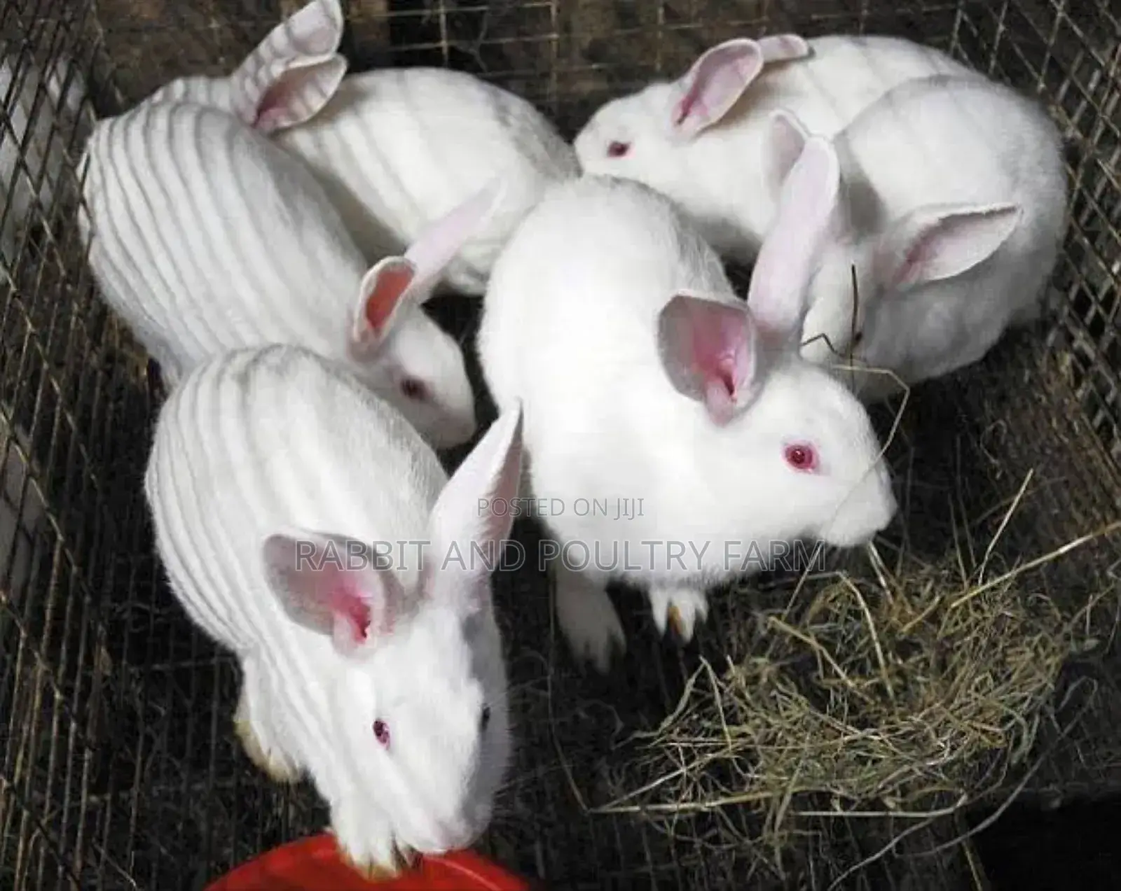 Exotic Newzealand White Rabbits in Munyonyo