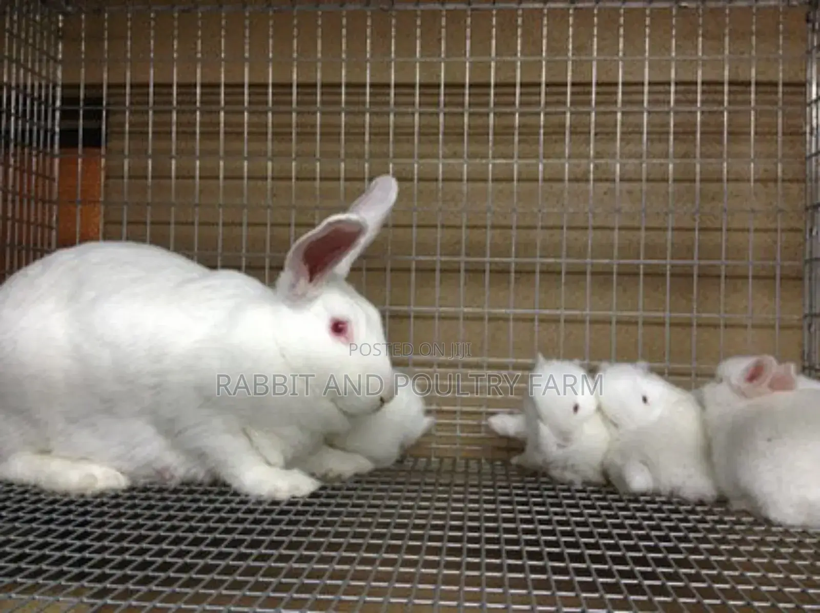 Exotic Newzealand White Rabbits in Munyonyo