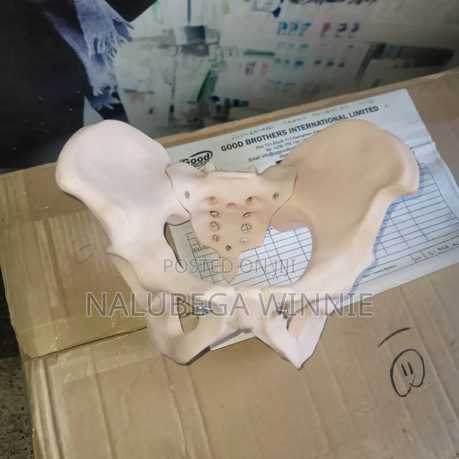 Pelvis Model
