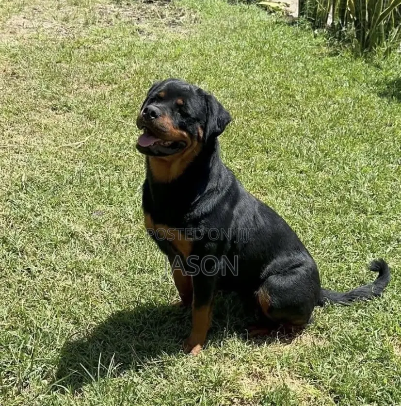 1+ year Male Purebred Rottweiler
