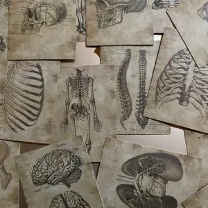 Human Anatomy Stickers for Laptops/Books /