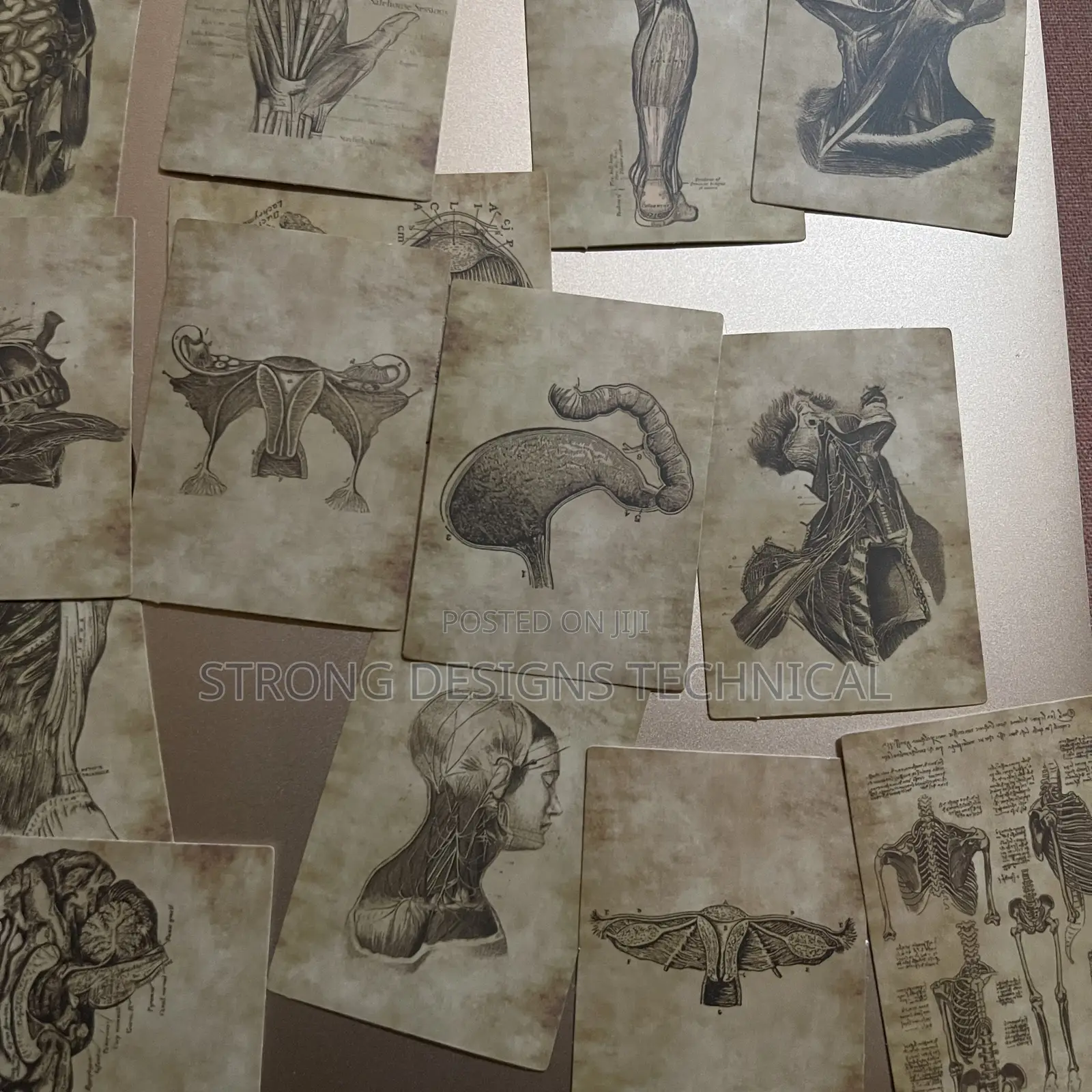 Human Anatomy Stickers for Laptops/Books /